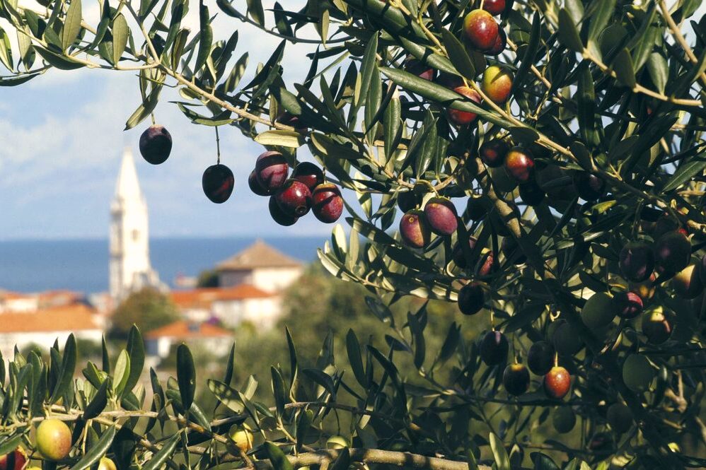 Olive groves and a village church in the Istrian countryside near Kavran.